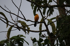 Gymnomystax mexicanus