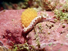 Hypselodoris maculosa