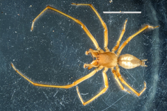 Eutittha stratiotica