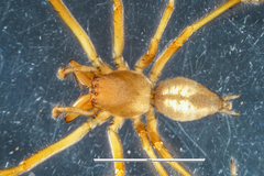 Eutittha stratiotica