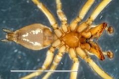 Eutittha stratiotica