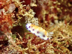 Goniobranchus collingwoodi