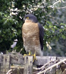 Accipiter nisus