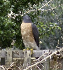 Accipiter nisus