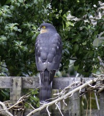 Accipiter nisus