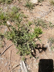 Xanthium spinosum