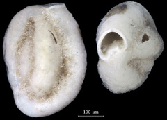 Quinqueloculina frigida