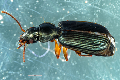 Anomotarus illawarrae