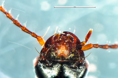 Anomotarus illawarrae