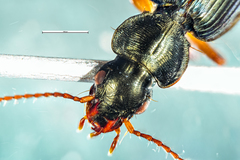 Anomotarus illawarrae