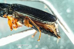 Anomotarus illawarrae