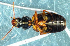 Anomotarus illawarrae