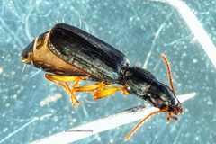 Anomotarus illawarrae