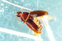 Archeocrypticus topali
