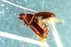 Archeocrypticus topali