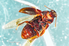 Archeocrypticus topali