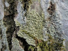 Pertusaria leioplaca