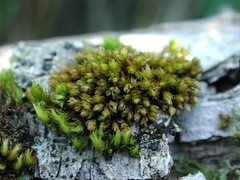 Nyholmiella gymnostoma