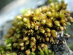 Nyholmiella gymnostoma