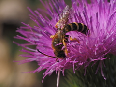 Halictus sexcinctus