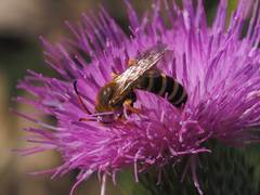 Halictus sexcinctus