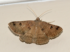 Mocis mutuaria