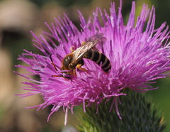 Halictus sexcinctus
