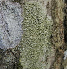 Pertusaria leioplaca