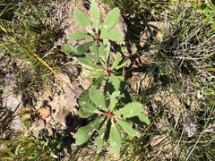 Banksia paludosa paludosa