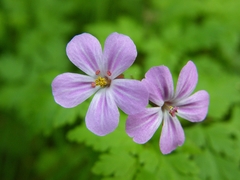 Geranium robertianum