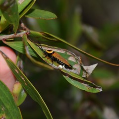 Ellipsidion reticulatum