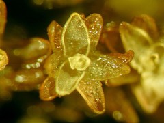 Nyholmiella gymnostoma