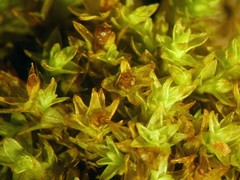 Nyholmiella gymnostoma