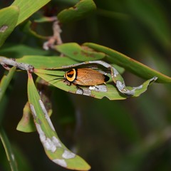 Ellipsidion reticulatum