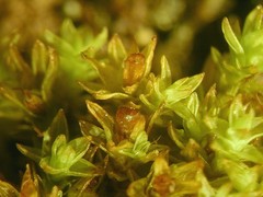 Nyholmiella gymnostoma