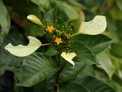 Mussaenda nannanii
