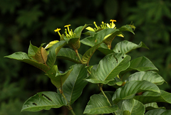 Mussaenda nannanii