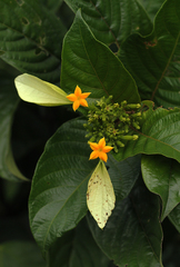 Mussaenda nannanii