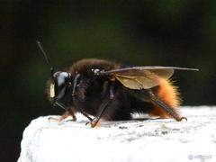 Xylocopa bomboides