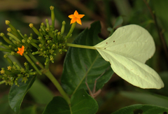 Mussaenda nannanii