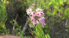 Erica subulata