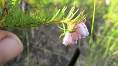 Erica subulata