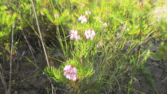 Erica subulata