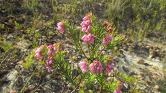 Erica subulata