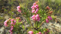 Erica subulata