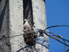 Streptopelia decaocto
