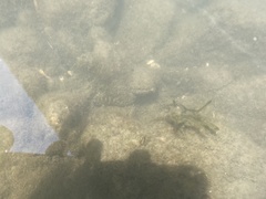 Tridentiger trigonocephalus