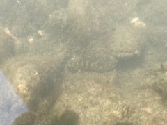 Tridentiger trigonocephalus