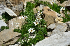 Anemonoides baldensis