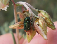 Cryptocephalus ramburii